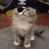 pirate kitty