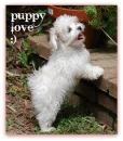 puppy love