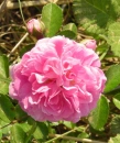 wild tea rose