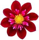 Dalia roja