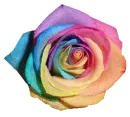 rosa arco iris