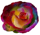 rosa arco iris rocÃ­o