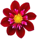Dalia roja ii