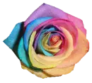 rosa arco iris ii