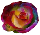 rosa arco iris rocÃ­o ii