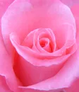 pink rose