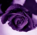 purple rose