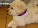 lab