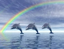 DOLPHINS