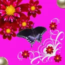 Batterfly