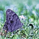 purple butterfly