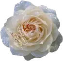 rosa blanca y mariposa