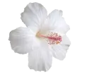 cayena blanca