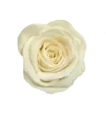 rosa blanca