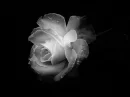 rosa blanca claroscuro