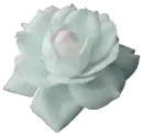 rosa blancar