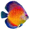 peziris