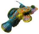 pezchi