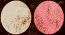 wood dots