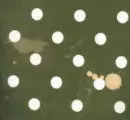 dust green polka dots