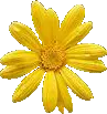 yellow daisy