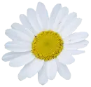 white daisy