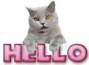 hello