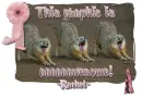 yawning coyotes