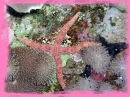 starfish