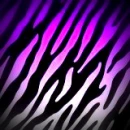zebra23