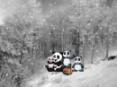 Pandas