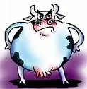 Angry cow 