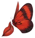 Butterfly Kisses