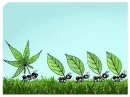 weed