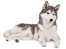 Furry Wolf dog