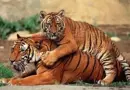 TIGERS