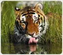 TIGERS