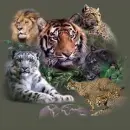 WILD
