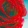 red flower