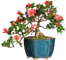 Bonsai de Azalea