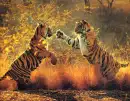 TIGERS