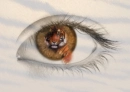 TIGER EYE