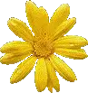 color daisy