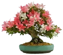 Bonsai de Azalea i