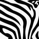 Rainbow Zebra