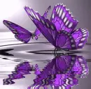 Butterfly Reflection