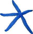 stella marina blu