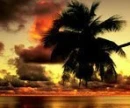 palm tree sunset