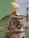 Bad Bird