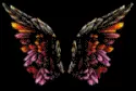 wings
